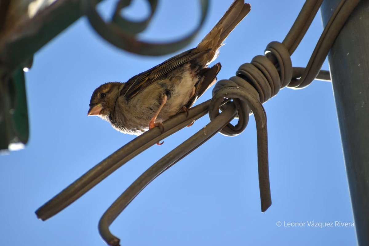 House Sparrow - ML249103501