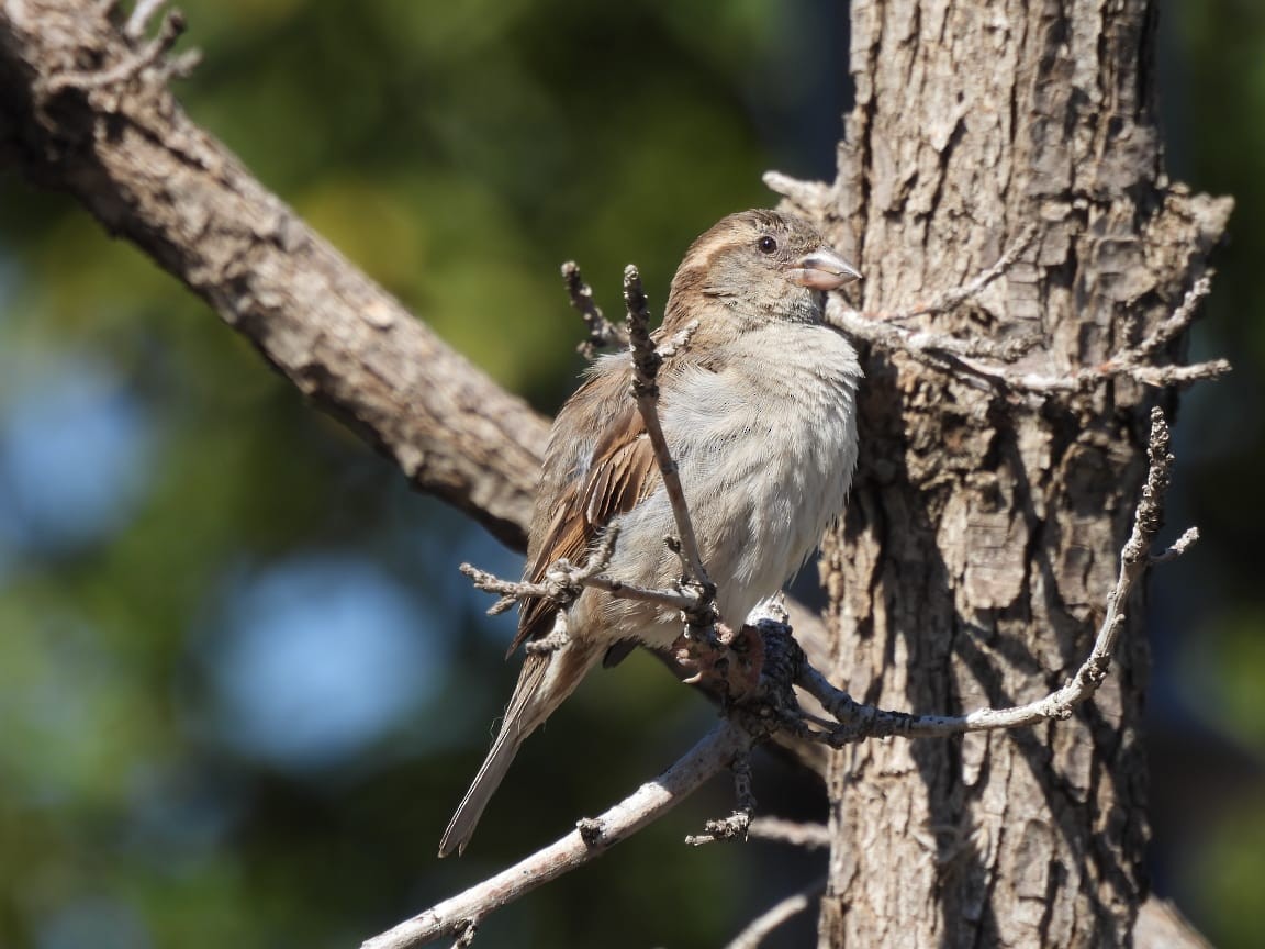 House Sparrow - ML249103511