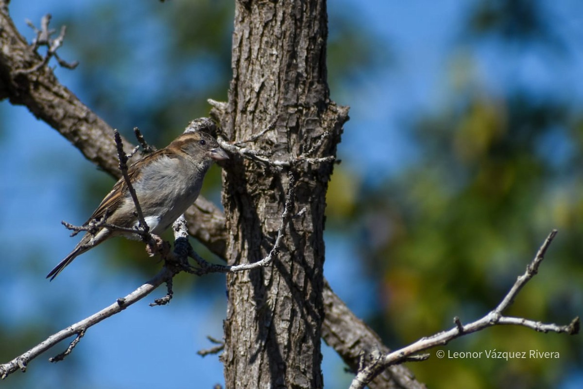 House Sparrow - ML249103531