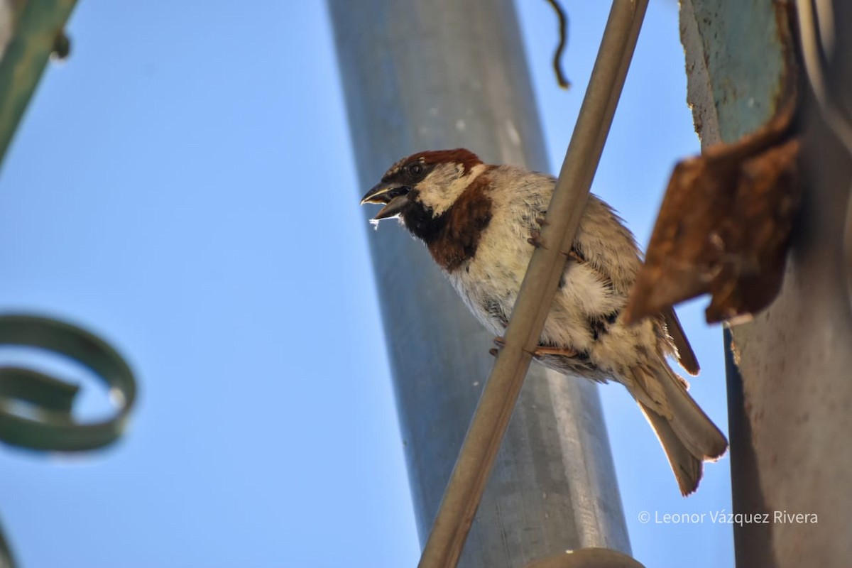 House Sparrow - ML249103541