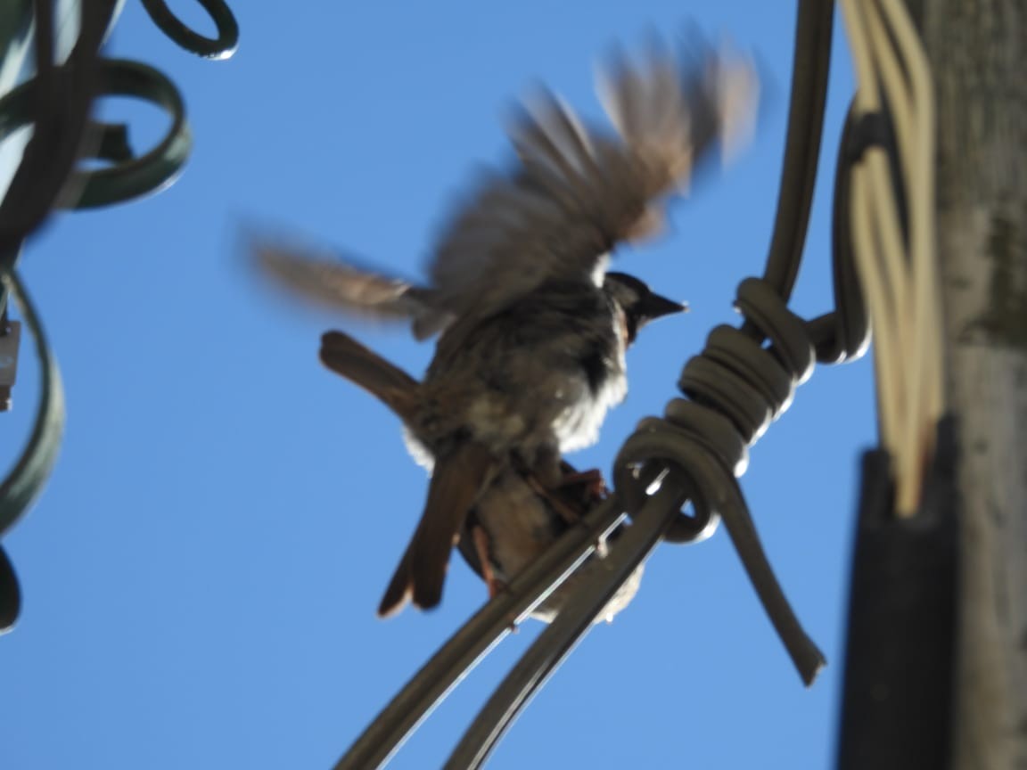House Sparrow - ML249103551