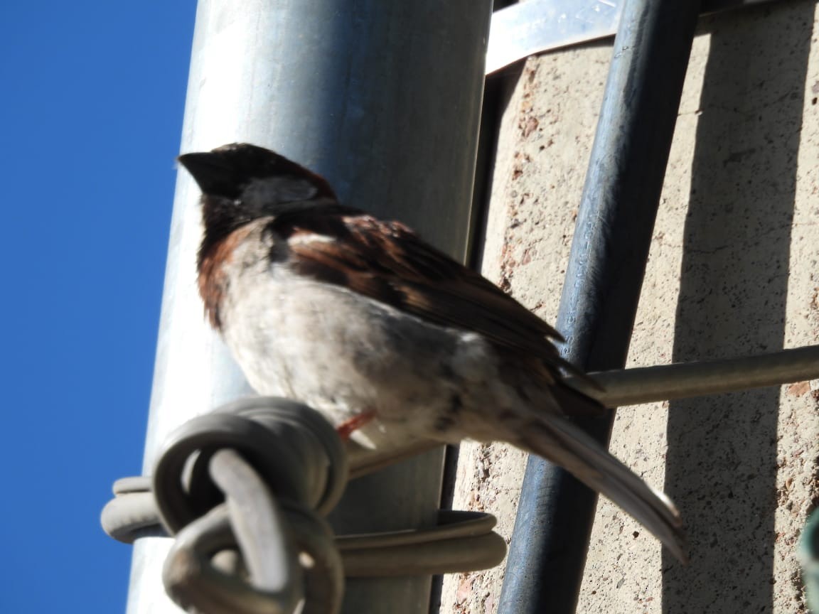 House Sparrow - ML249103561