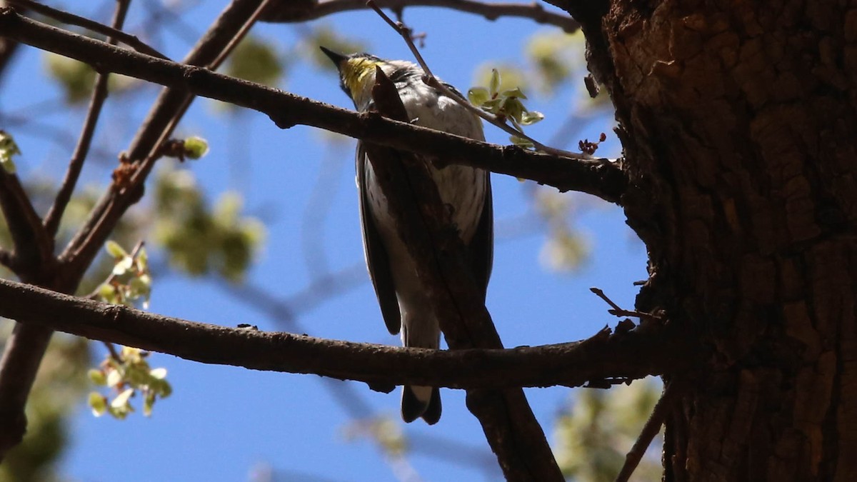 Yellow-rumped Warbler (Audubon's) - ML249104461