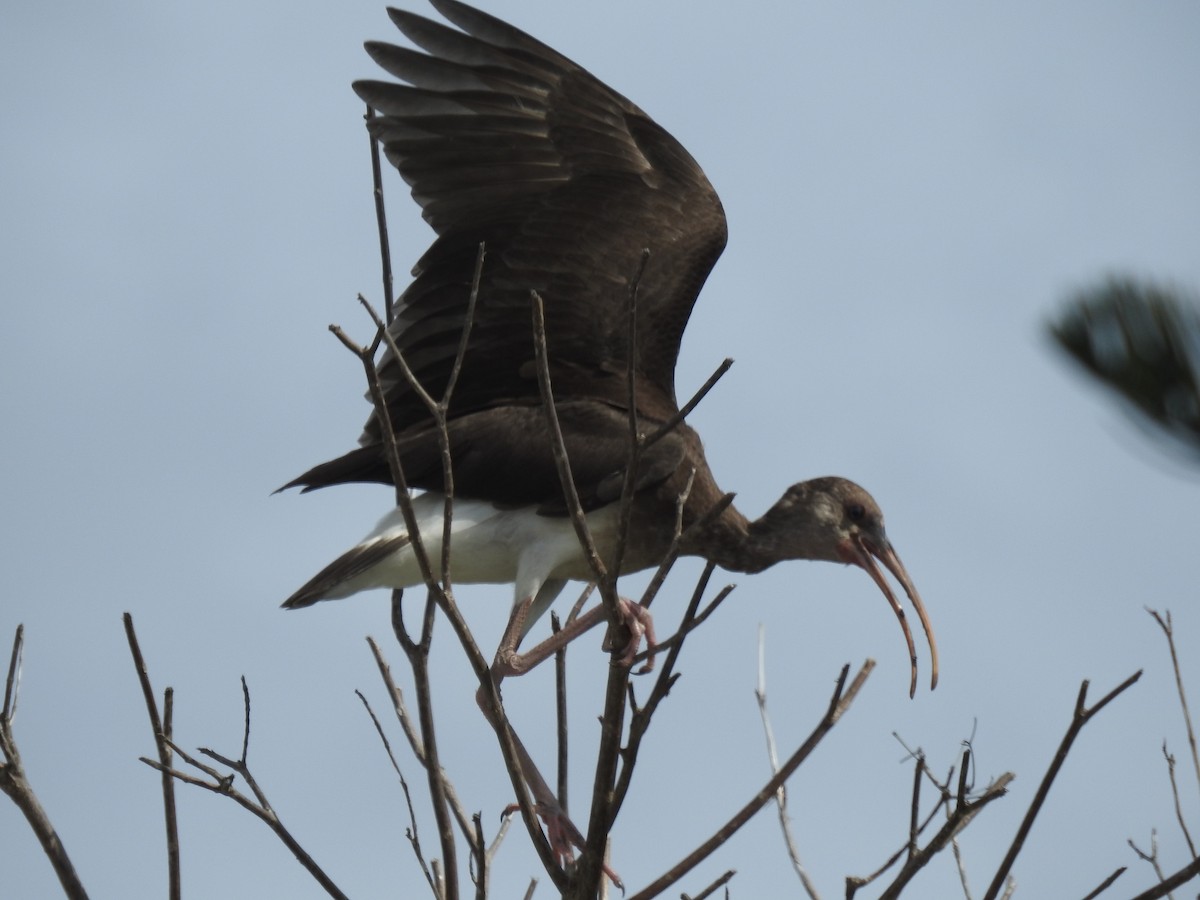 ibis bílý - ML249105351