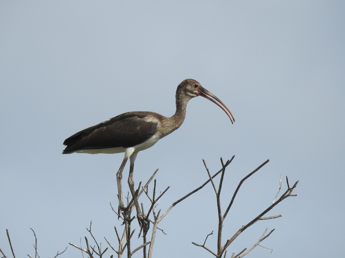 Ibis blanc - ML249105371