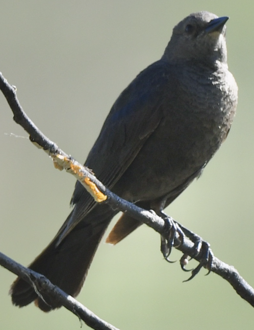 Brewer's Blackbird - ML249105391