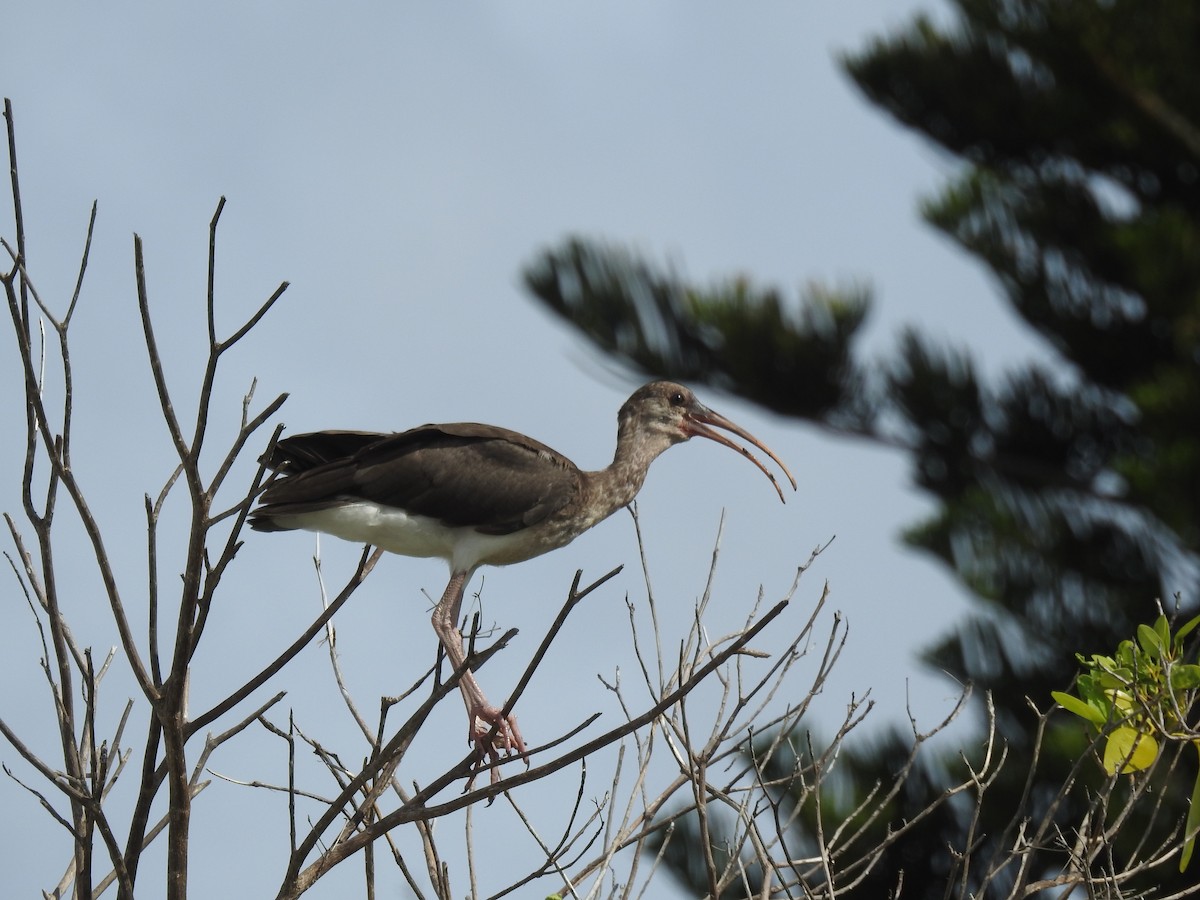 Ibis blanc - ML249105441