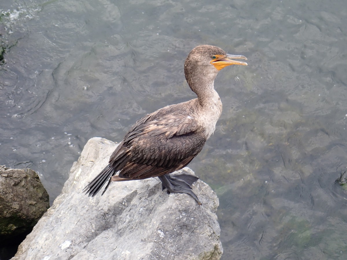 Double-crested Cormorant - ML249108301