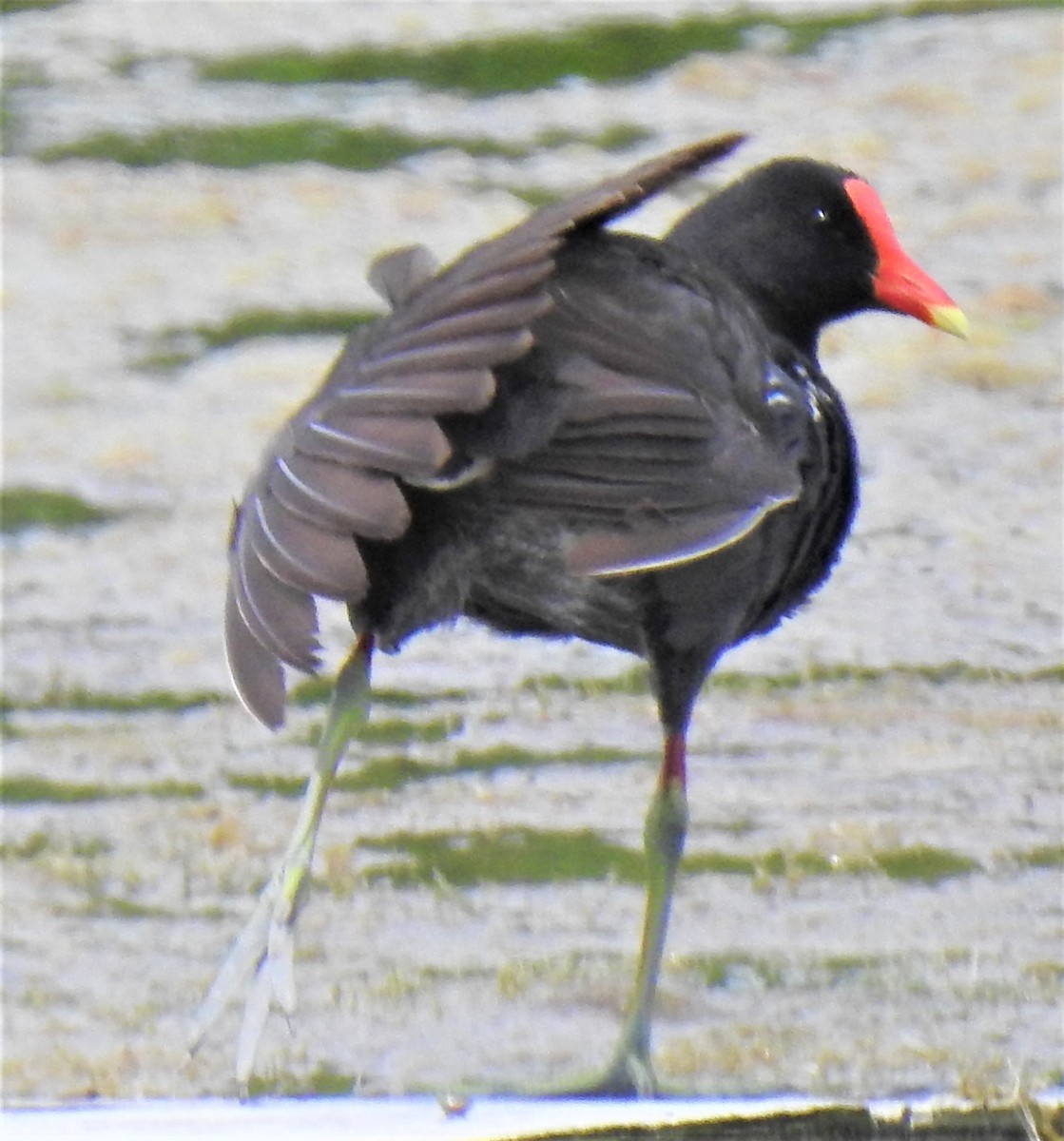 Common Gallinule - Lucio 'Luc' Fazio