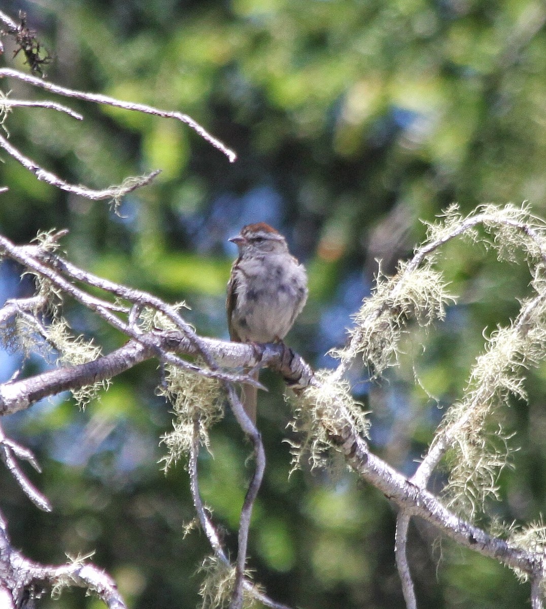 Chipping Sparrow - Richard Hubacek