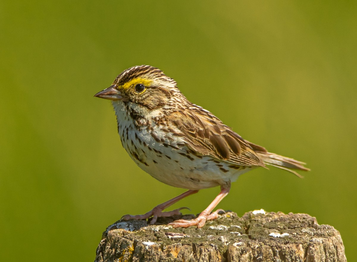 Savannah Sparrow - bj worth