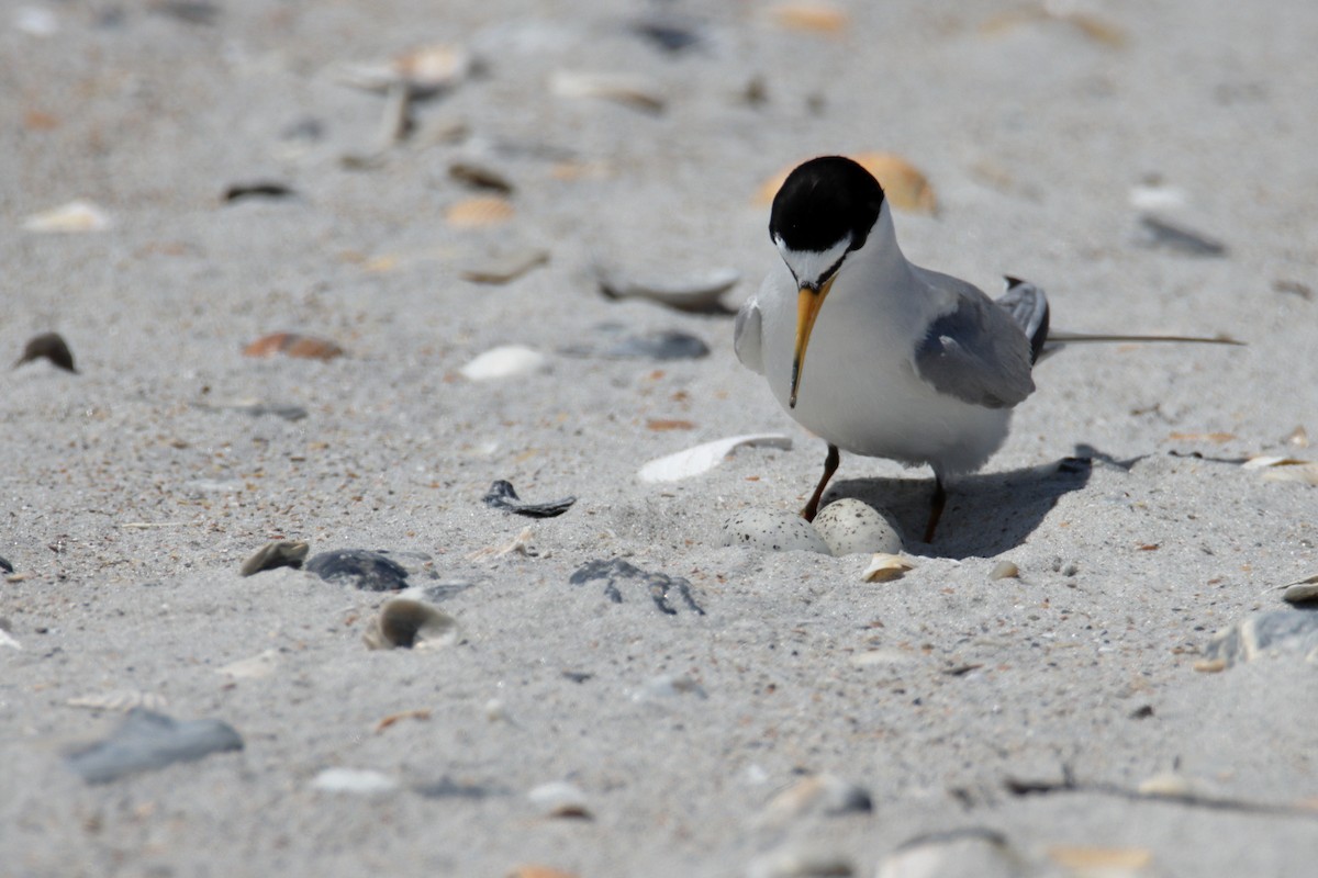 Least Tern - Mel Green