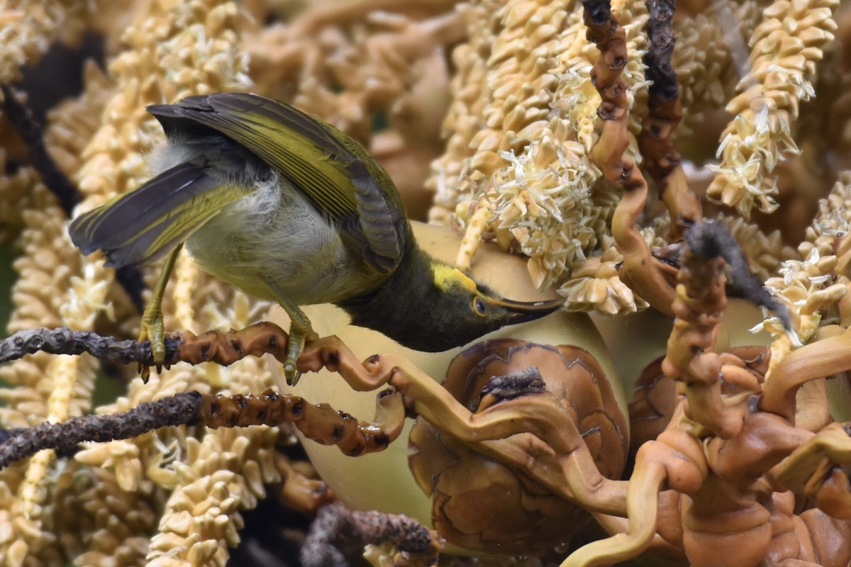 Eastern Wattled-Honeyeater - ML249115911