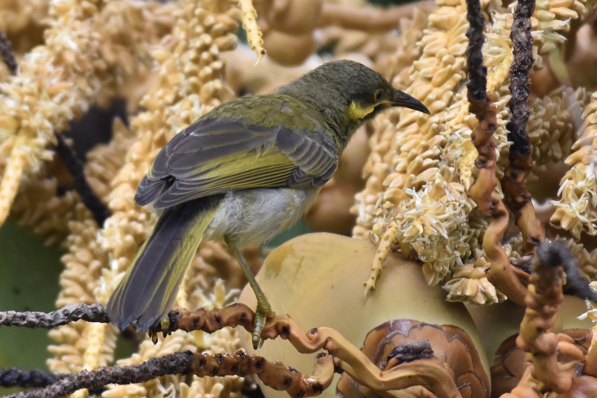 Eastern Wattled-Honeyeater - ML249115931