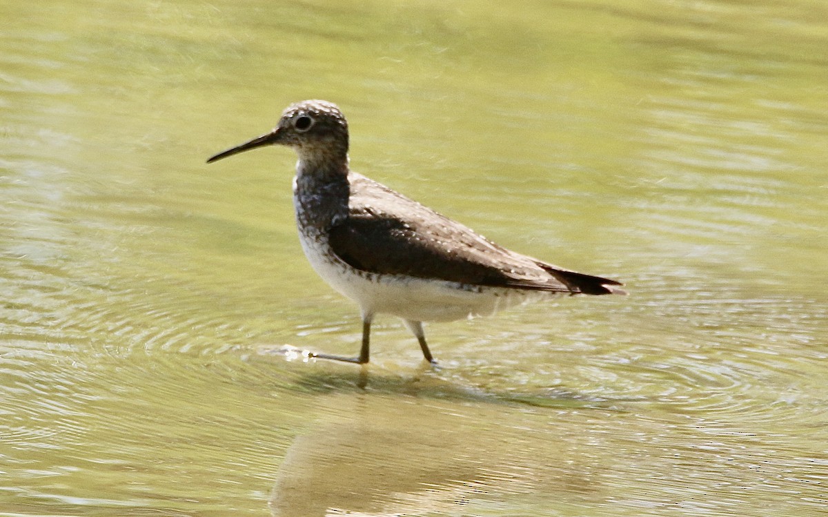 Solitary Sandpiper - Norm Lewis