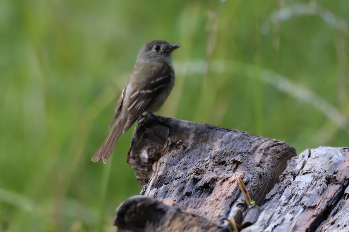 Hammond's Flycatcher - Walter Thorne