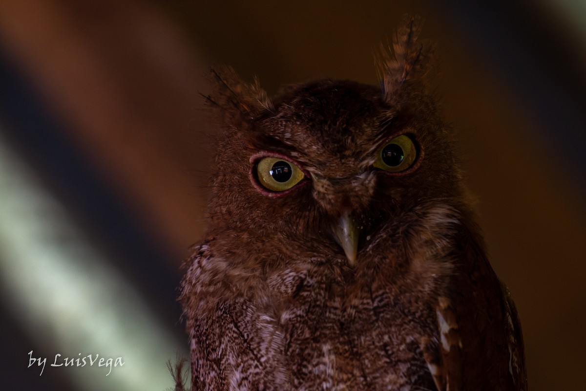Middle American Screech-Owl - Luis Vega