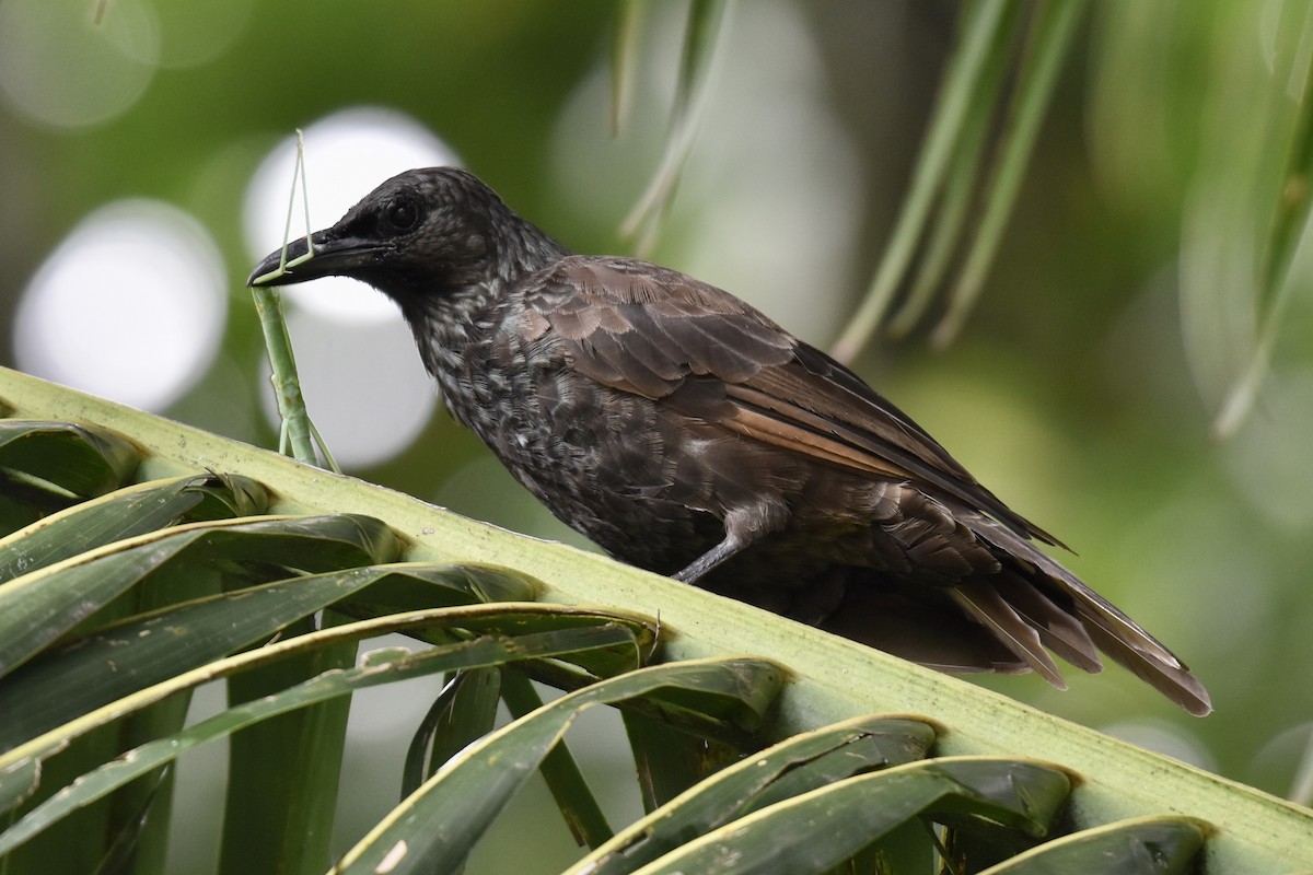 Samoan Starling - ML249120191