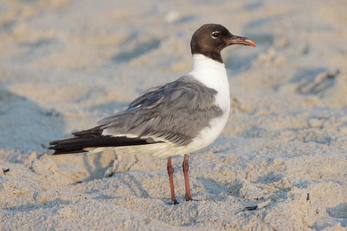 Laughing Gull - Mel Green