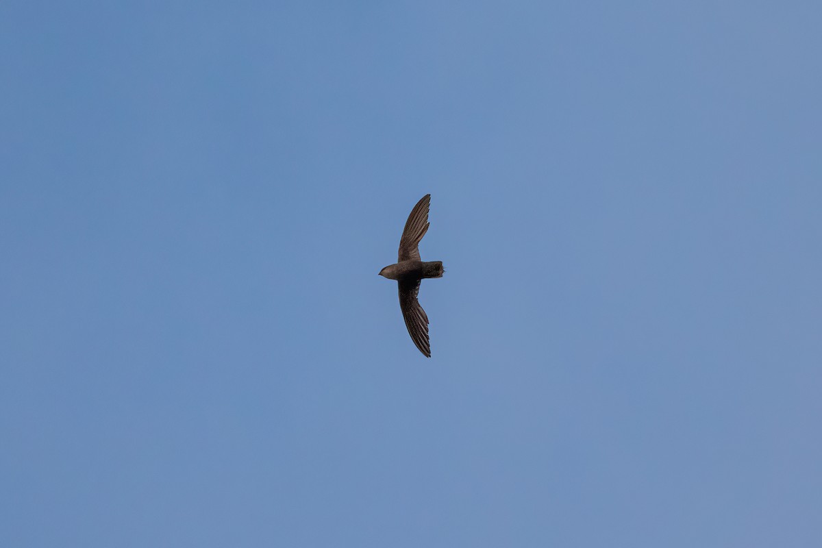 Chimney Swift - ML249121371