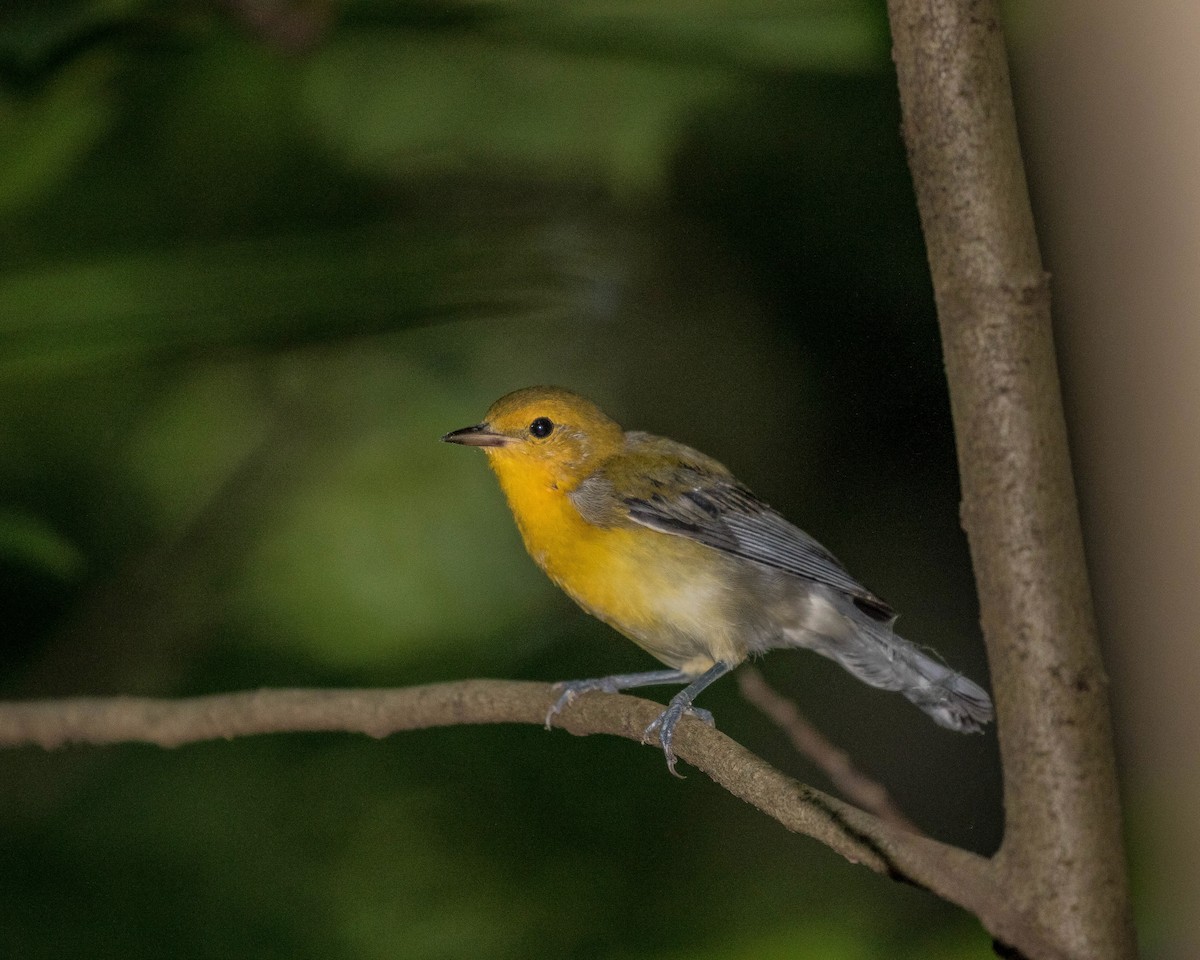 Prothonotary Warbler - ML249122011
