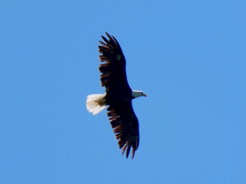 Bald Eagle - ML249123581