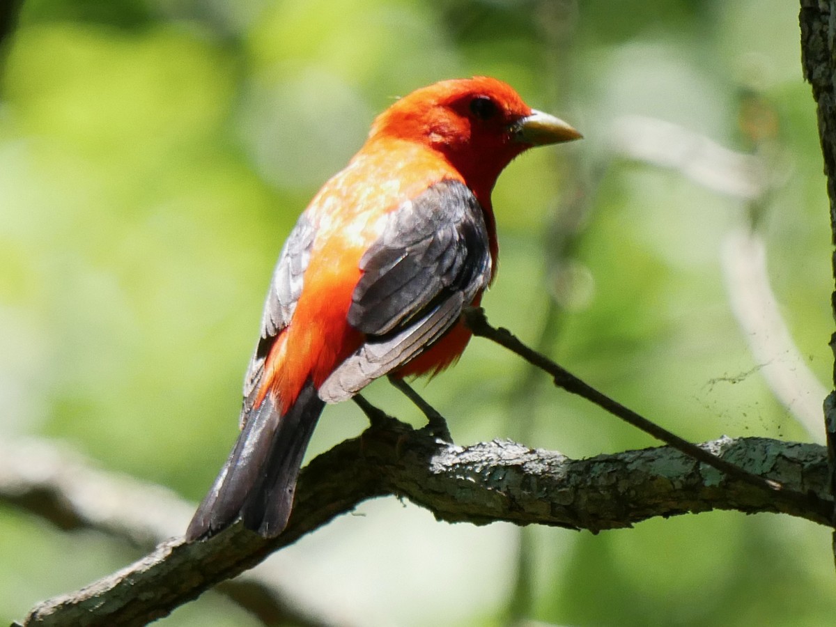 Scarlet Tanager - Angie Jungbluth