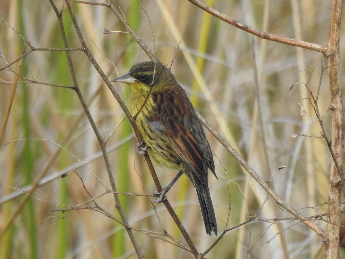 Unicolored Blackbird - ML249127401