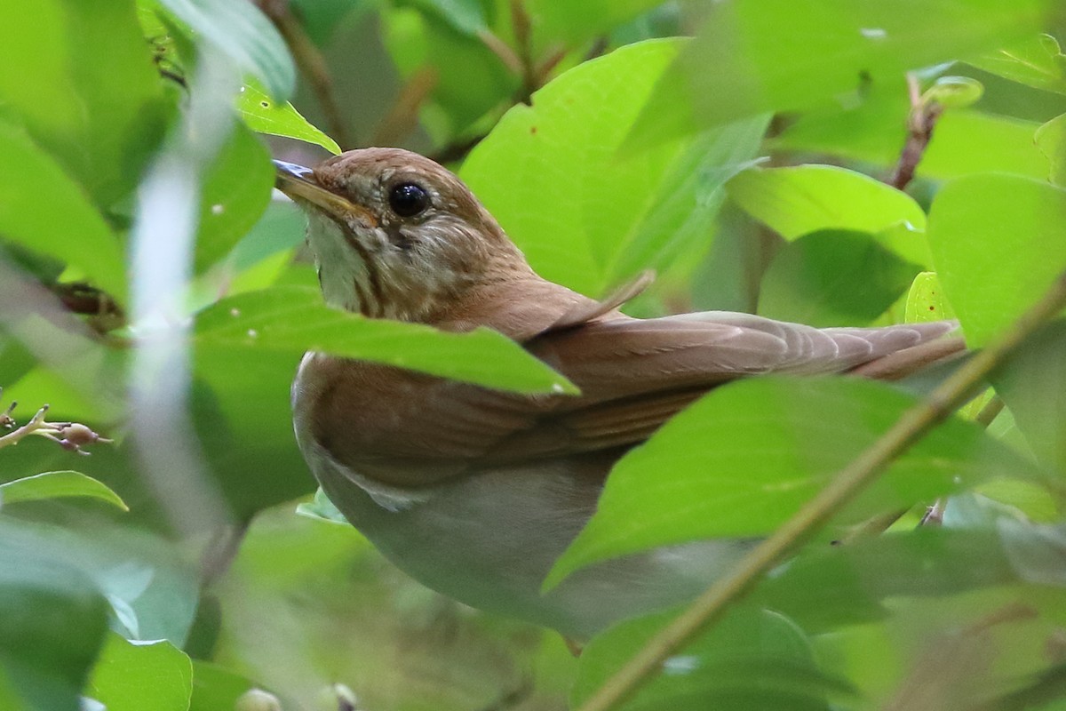 Veery - ML249127411