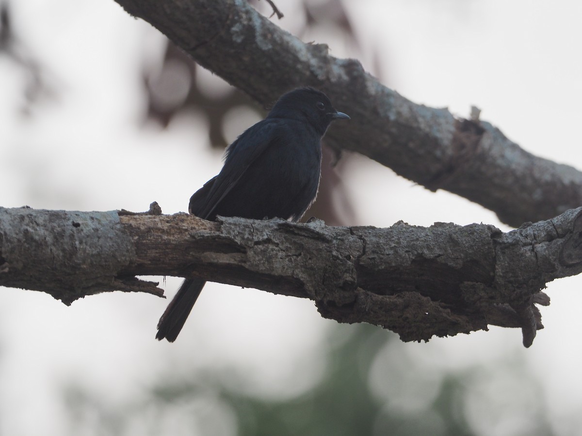 Southern Black-Flycatcher - ML249129151