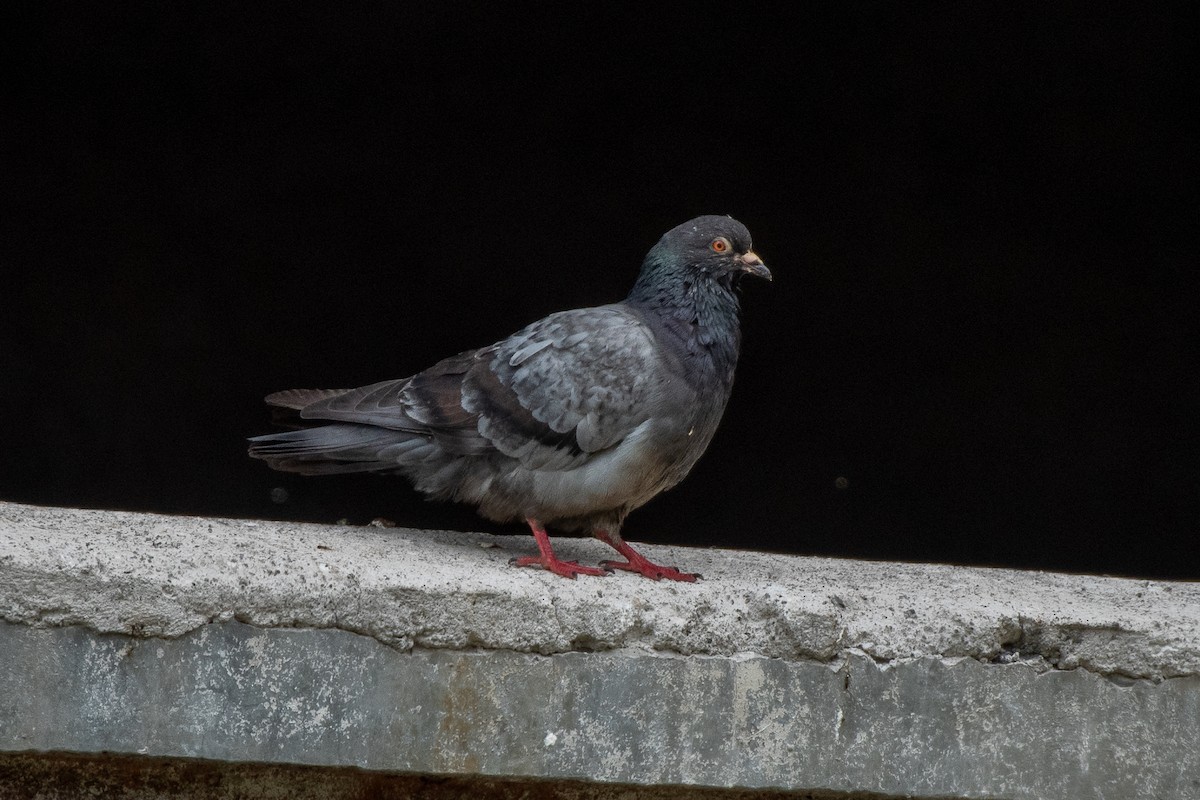 Rock Pigeon (Feral Pigeon) - German Garcia