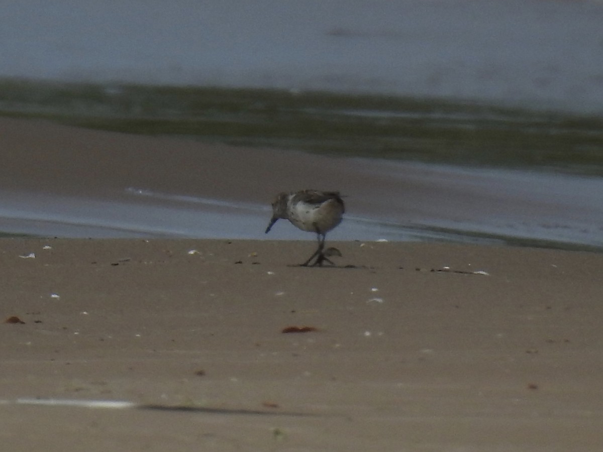 Western Sandpiper - ML249129561