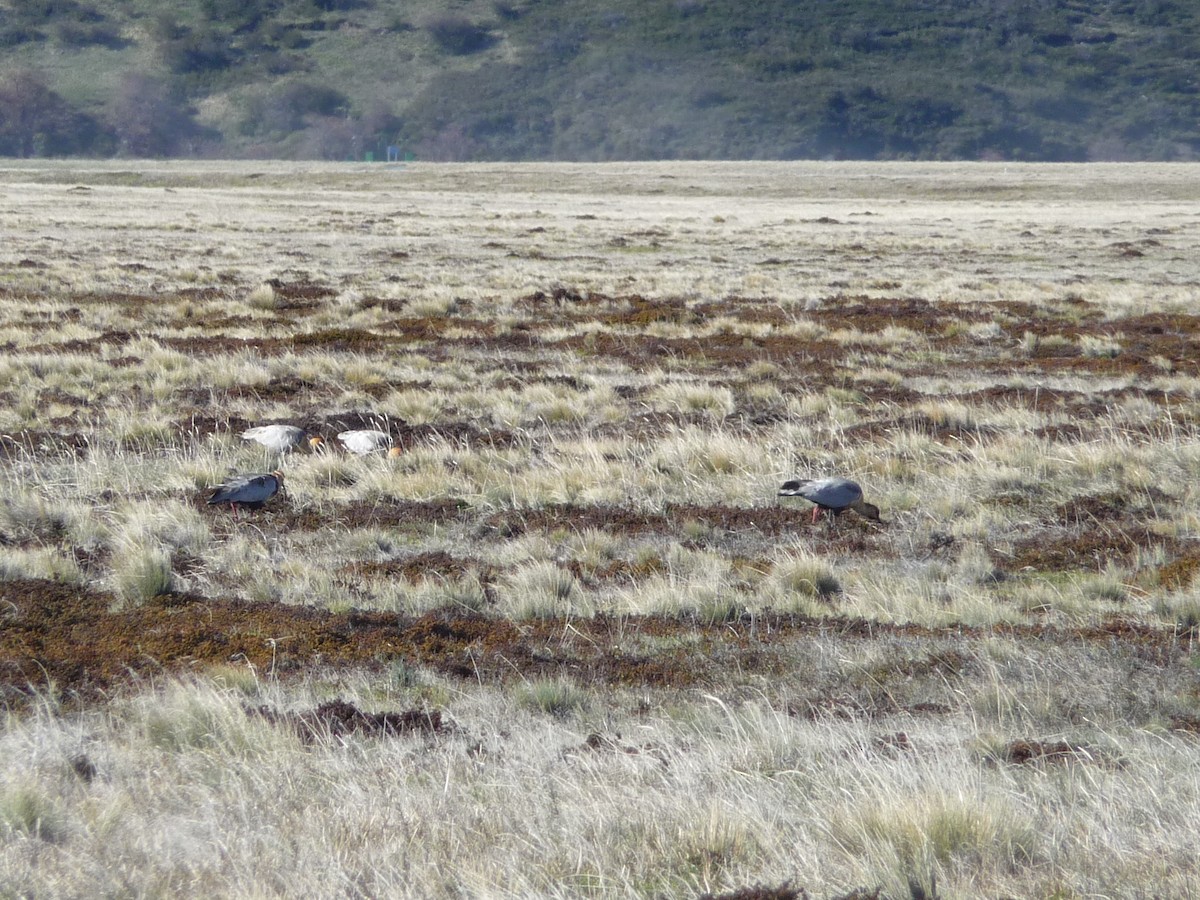 Black-faced Ibis - ML249131791