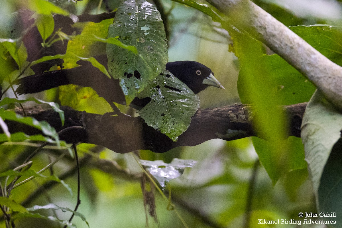 Cacique Piquiclaro (holosericeus/flavirostris) - ML249132281