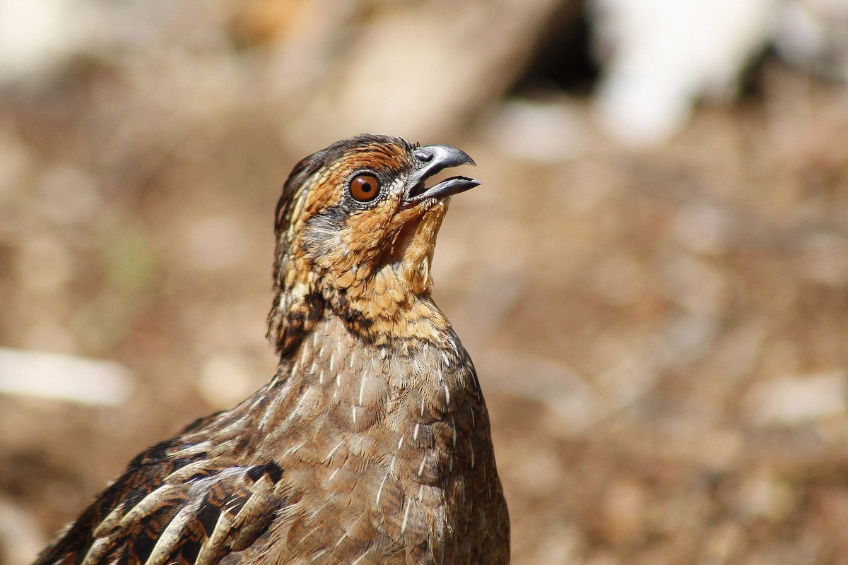 Singing Quail - Esteban Matías (birding guide) Sierra de los Cuchumatanes Huehuetenango esteban.matias@hotmail.com                             +502 53810540