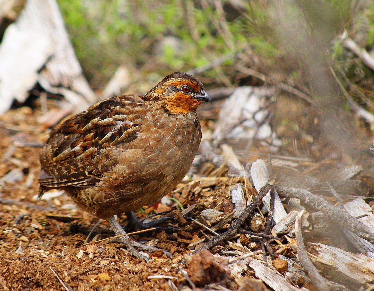 Singing Quail - Esteban Matías (birding guide) Sierra de los Cuchumatanes Huehuetenango esteban.matias@hotmail.com                             +502 53810540