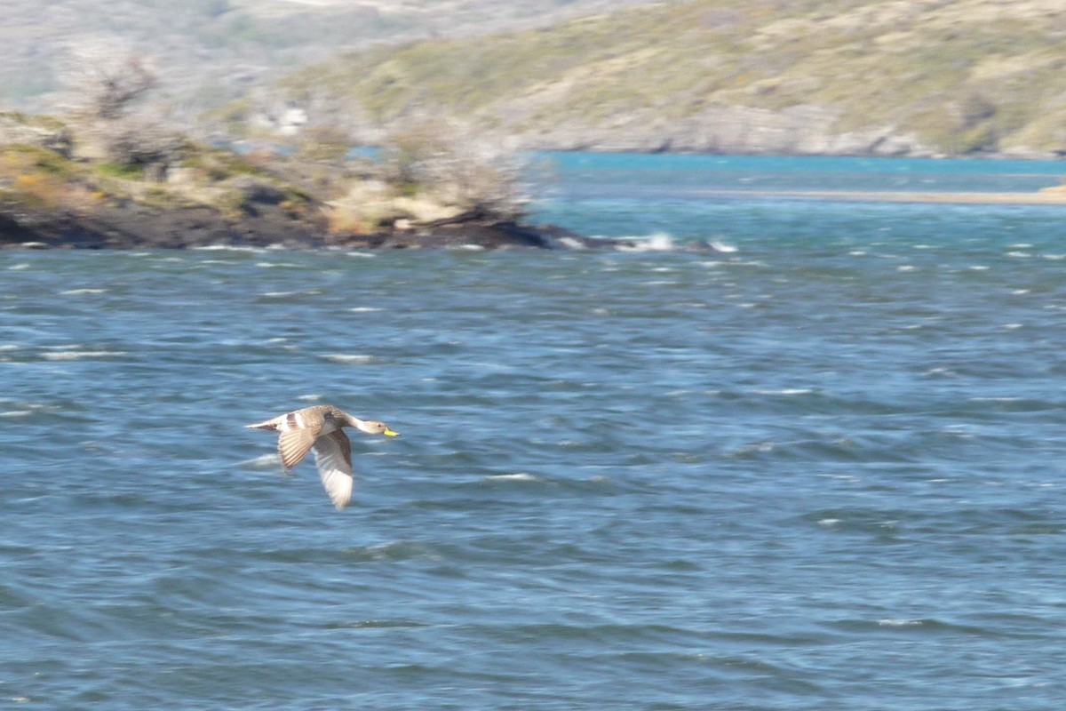 Yellow-billed Pintail - ML249133961