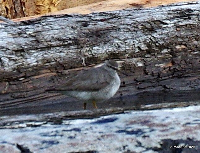 Gray-tailed Tattler - ML249134151