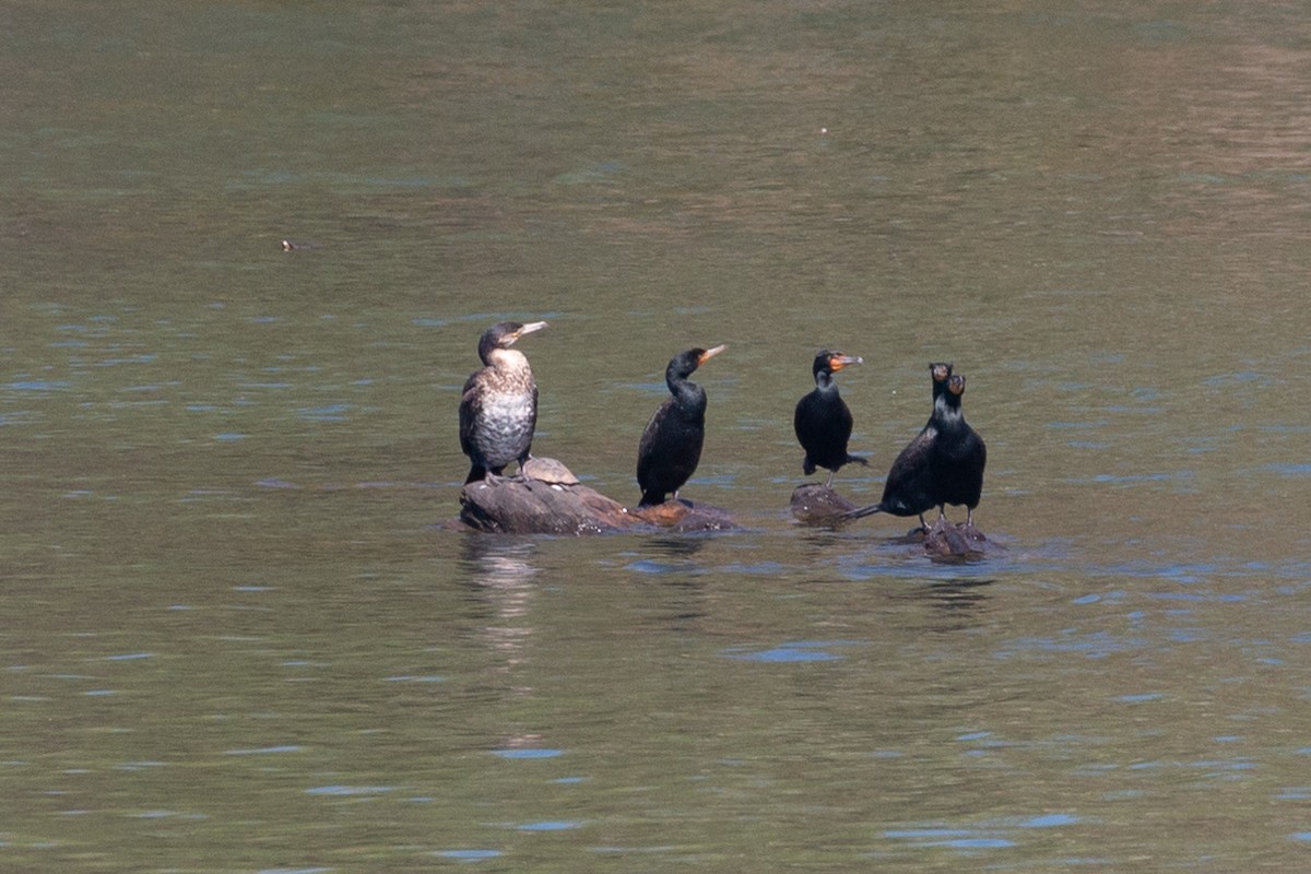 Great Cormorant (North Atlantic) - ML249135101