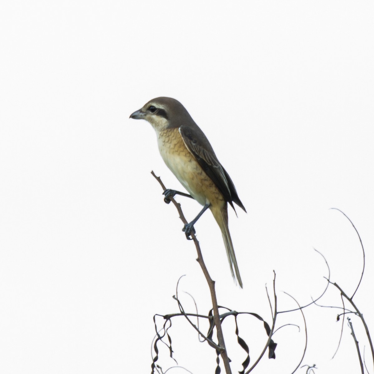 Brown Shrike - ML249137441