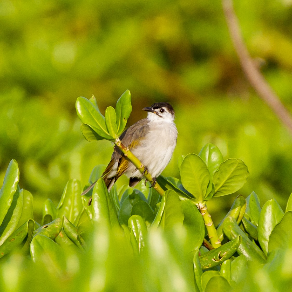 Styan's Bulbul - Weiyue Ji