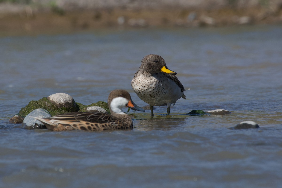 Yellow-billed Teal - ML249137521