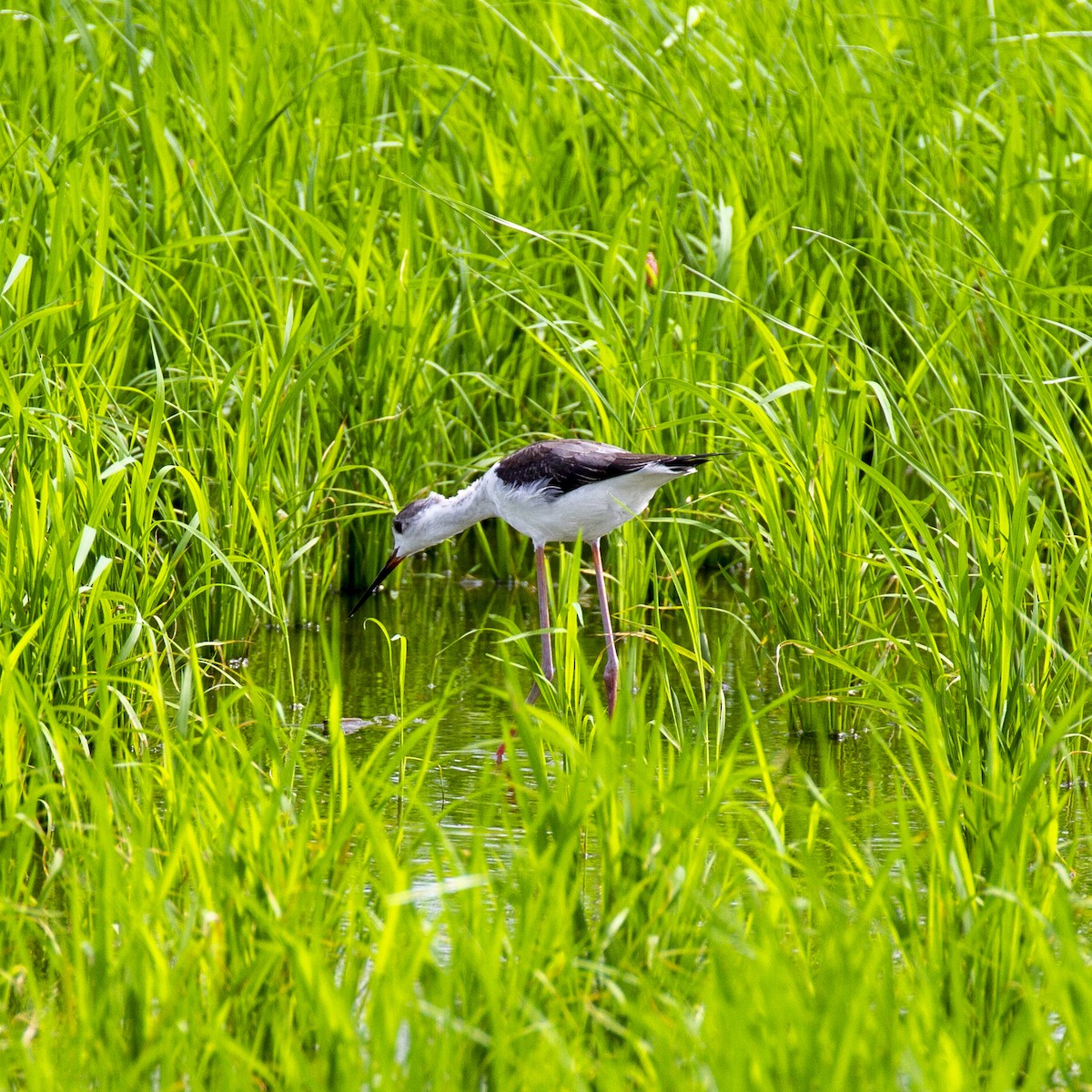 Black-winged Stilt - ML249139841