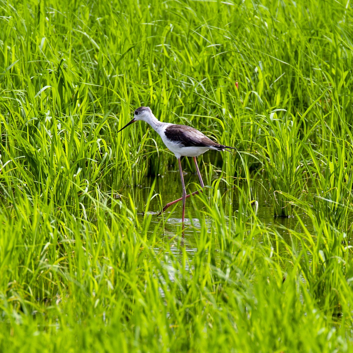 Black-winged Stilt - ML249139871