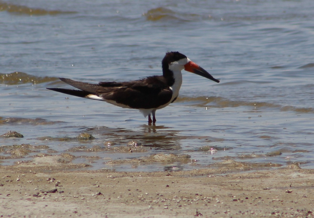 Black Skimmer - ML249140201