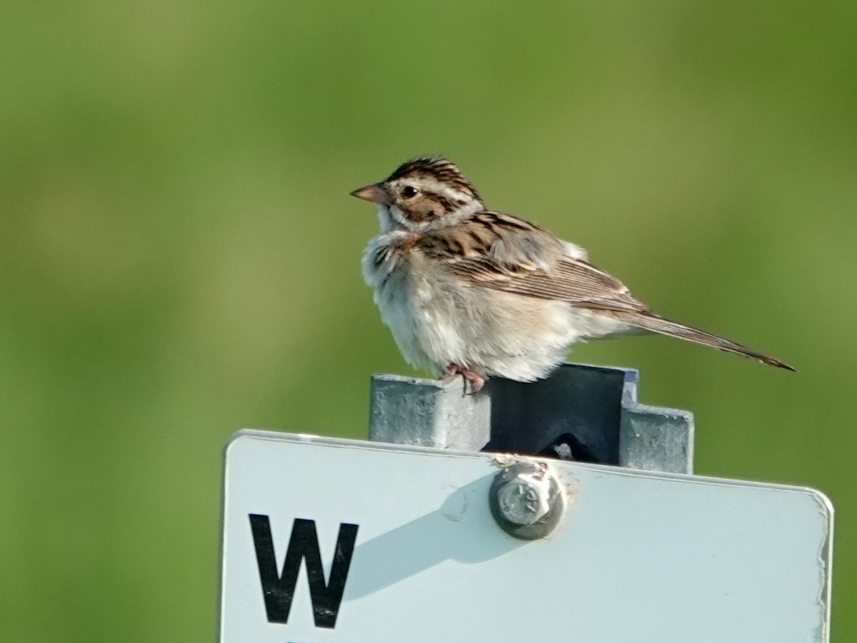 Clay-colored Sparrow - ML249142091