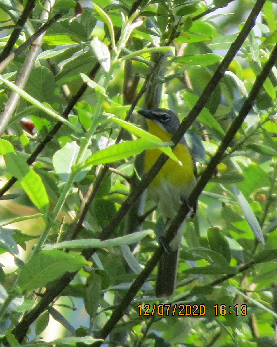 Yellow-breasted Chat - ML249142531