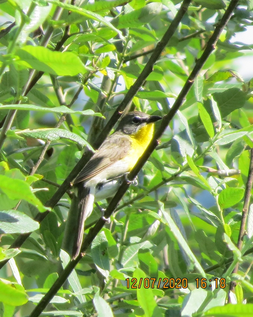 Yellow-breasted Chat - ML249142541