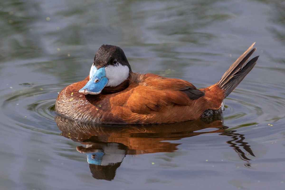 Ruddy Duck - Colin Beattie