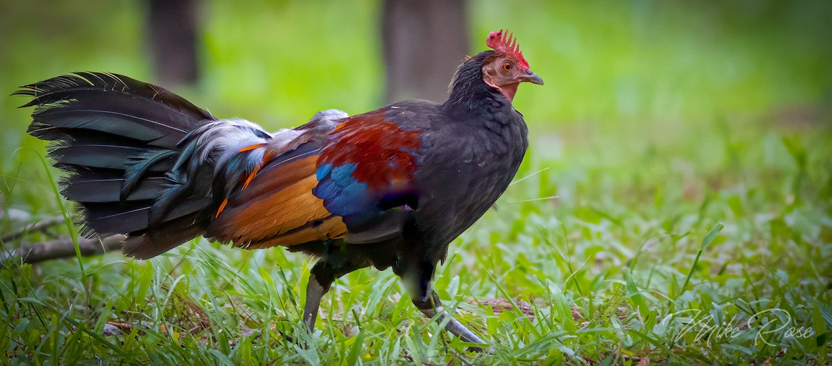 Red Junglefowl - ML249143641